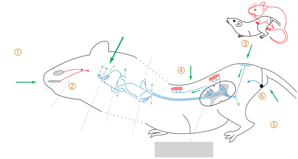 Vieilles femmes nues anales