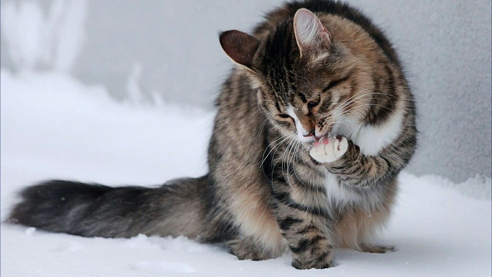 Modèle Julia Anisimova