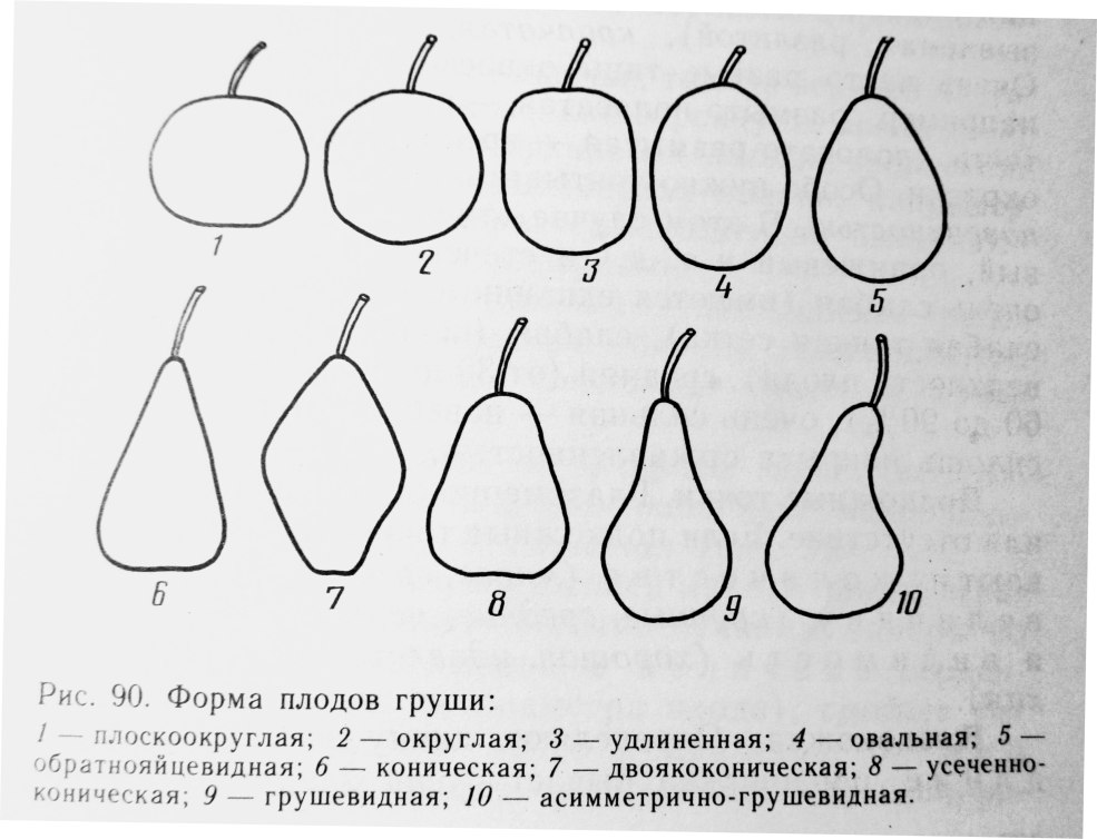 Stylisation de poire