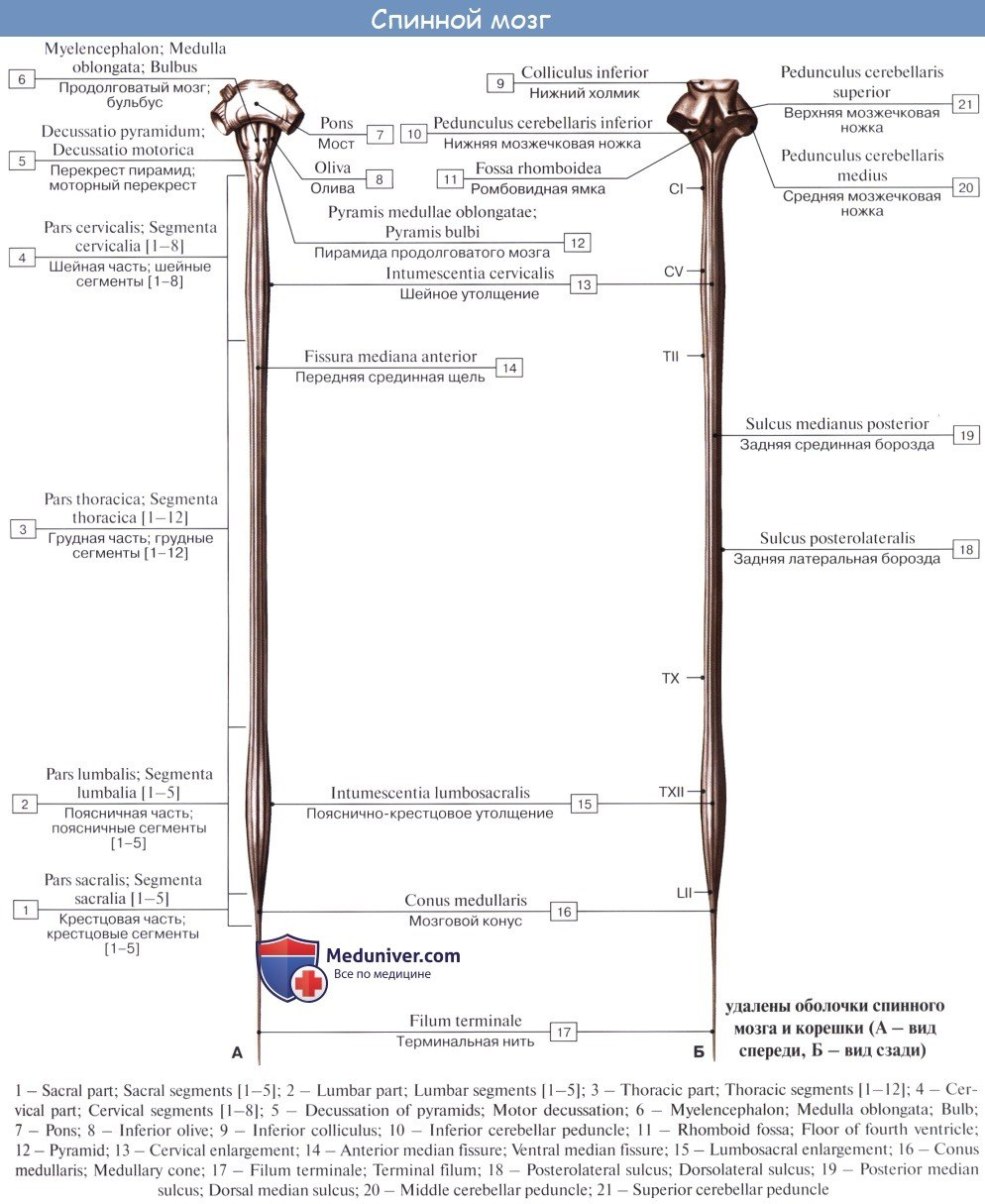Cul femelle mature sans culotte