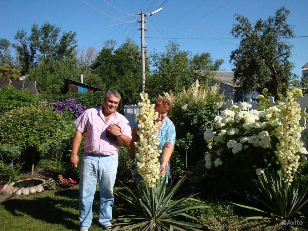 Carte mère MSI 865GVM2-LS