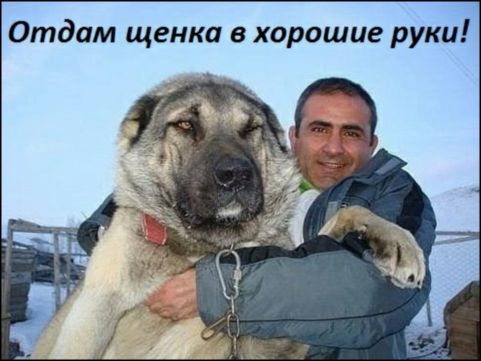 Les antécédents de présentation sont beaux stricts