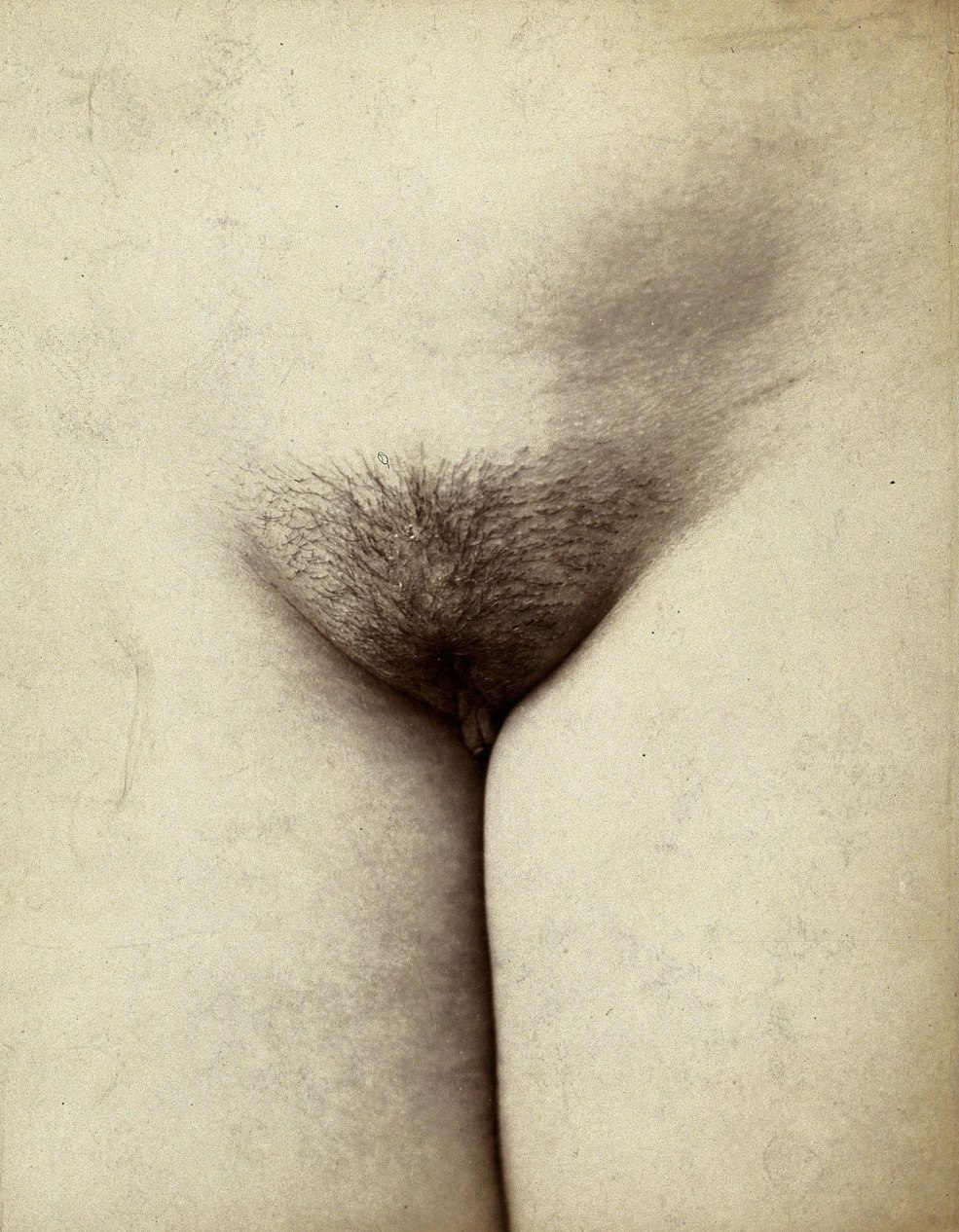 Belles vulves féminines