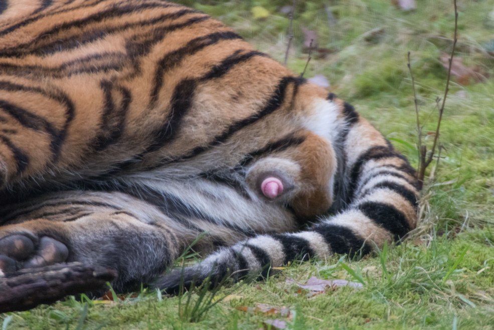 Jovencita y Seesera Movie