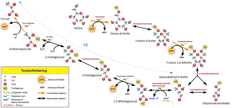 Les indicateurs sanguins chez les lapins sont normaux
