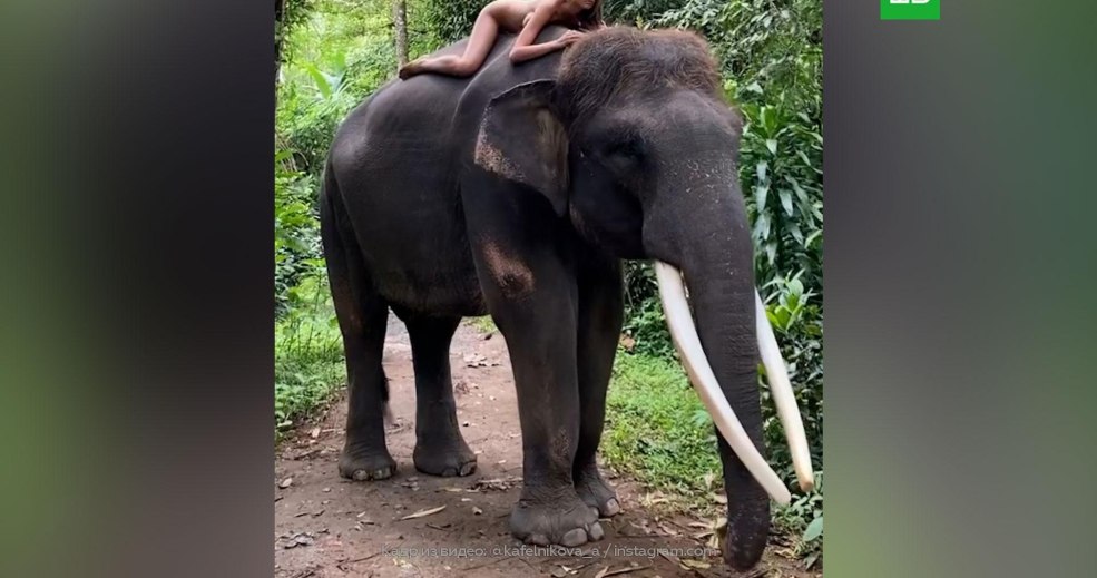 La fille de Kafelnikov sur un éléphant