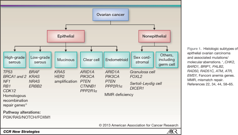 Cellules souches tumorales