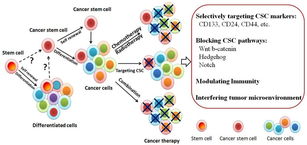 Forme F 090 / U Affectation d'un patient oncologique