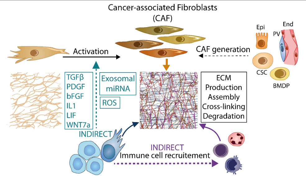Fibroblaste métalloprotéinase