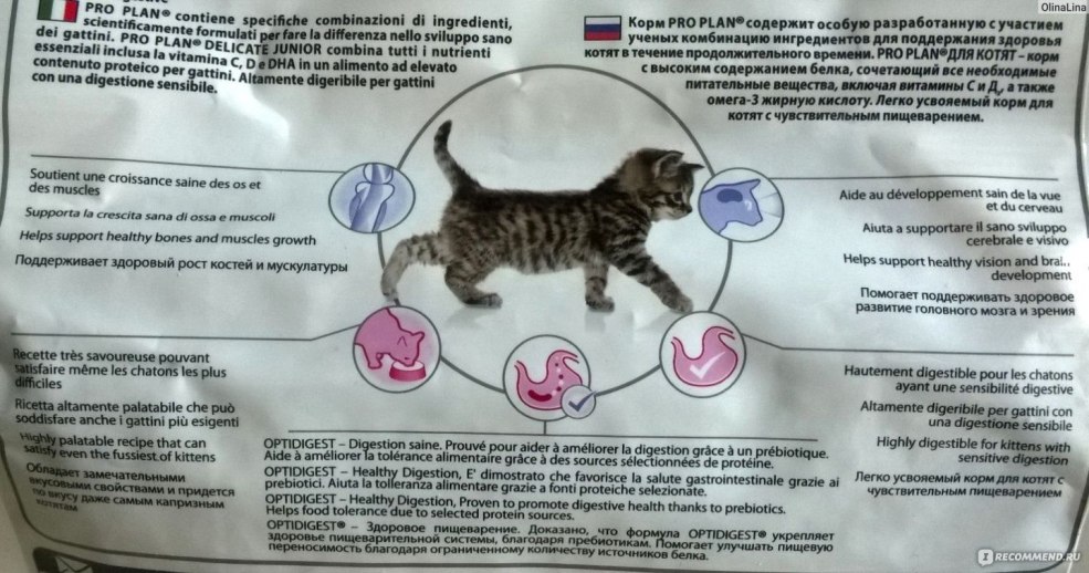 Bœuf vrabiora