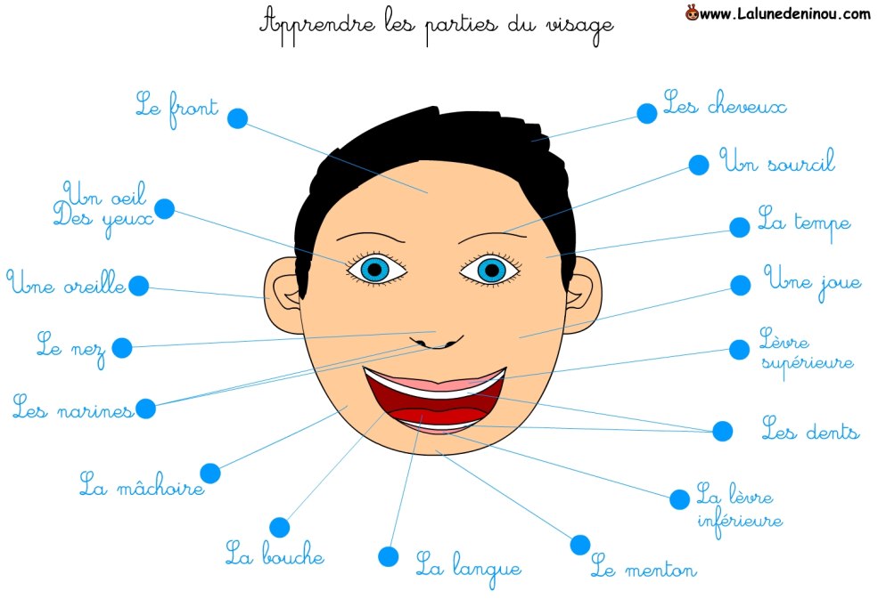 Parties du visage en français