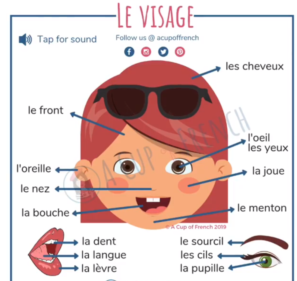 Parties du corps en français