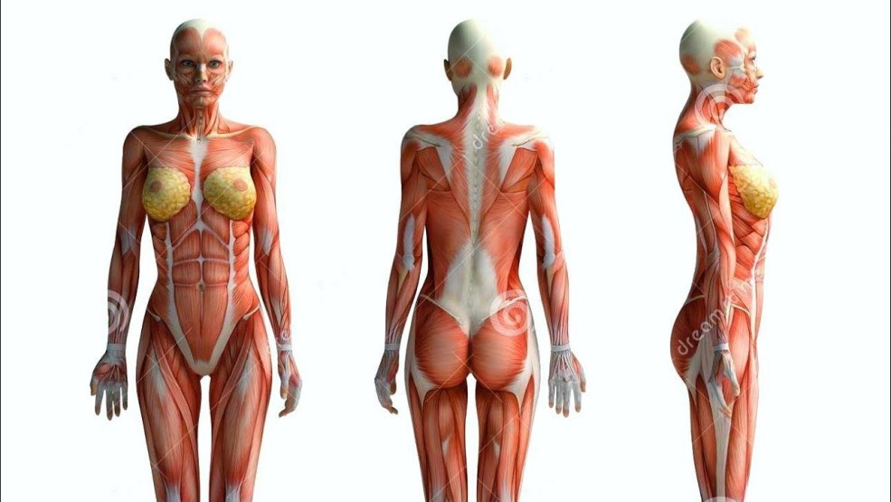 La structure de l'anatomie du corps féminine