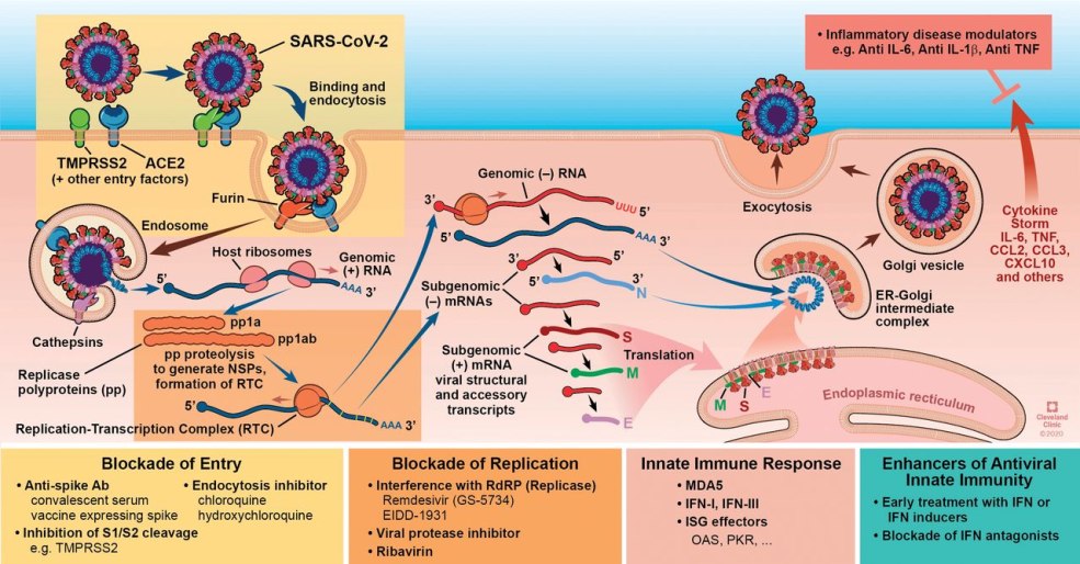 Schéma de la pathogenèse Covid 19