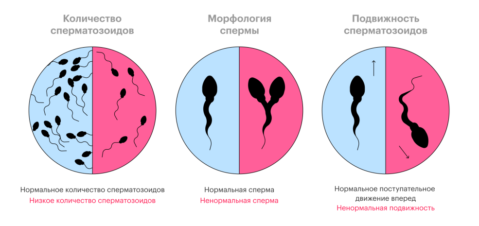 Le nombre de spermatozoïdes