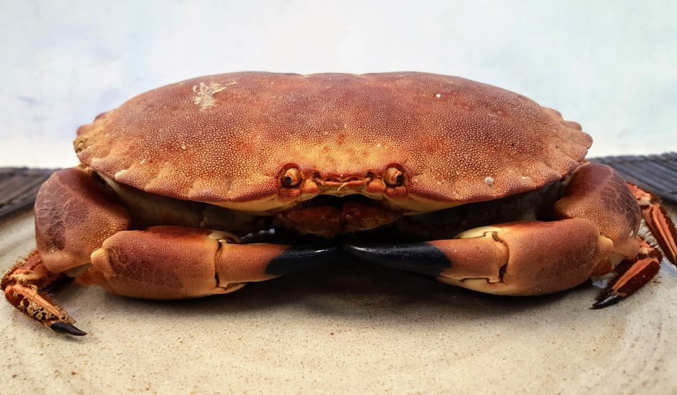 Georgie El-Nigno avec les filles