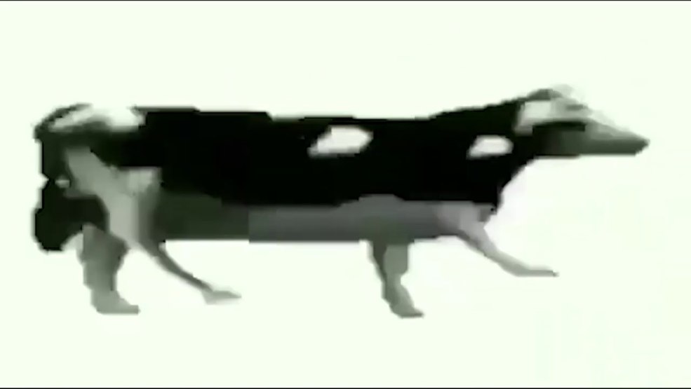 Vache tg tf rariti