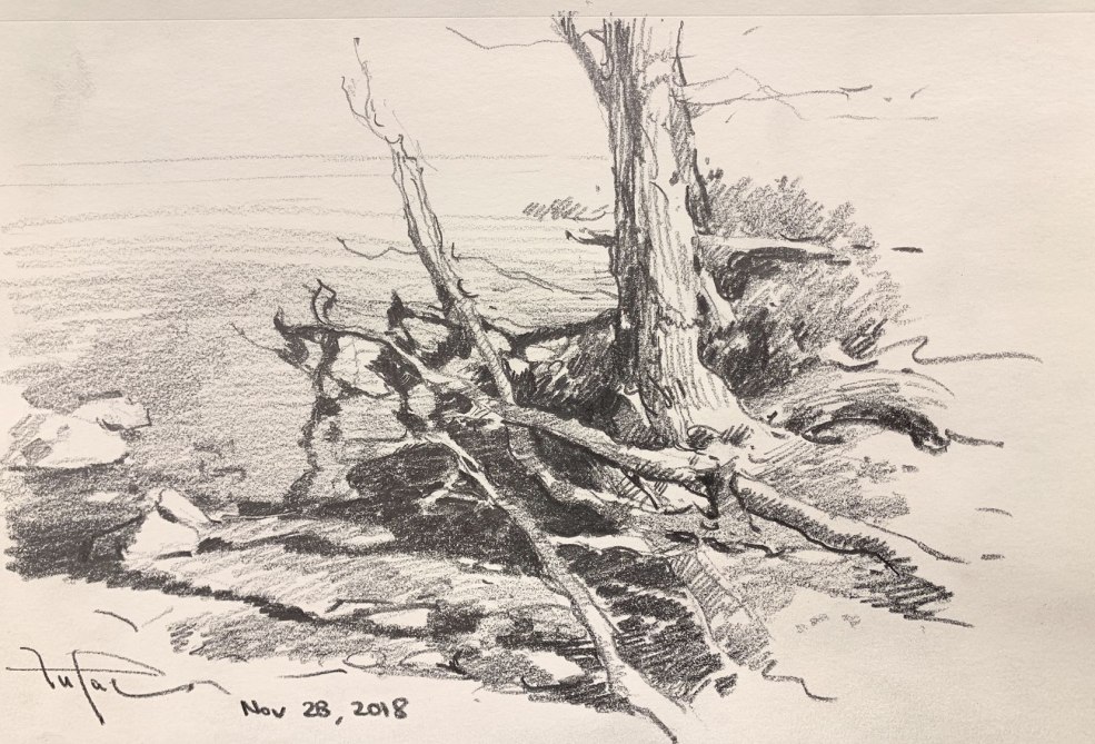 L'arbre tombé est en train de dessiner