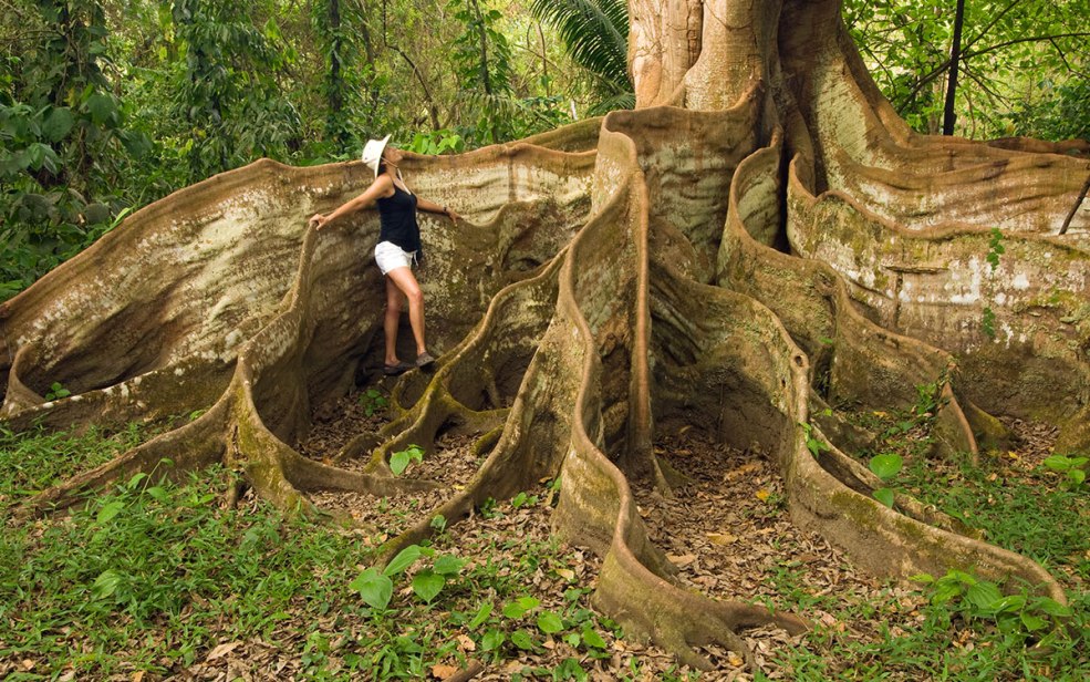 La vache en bois pousse au Costa Rica