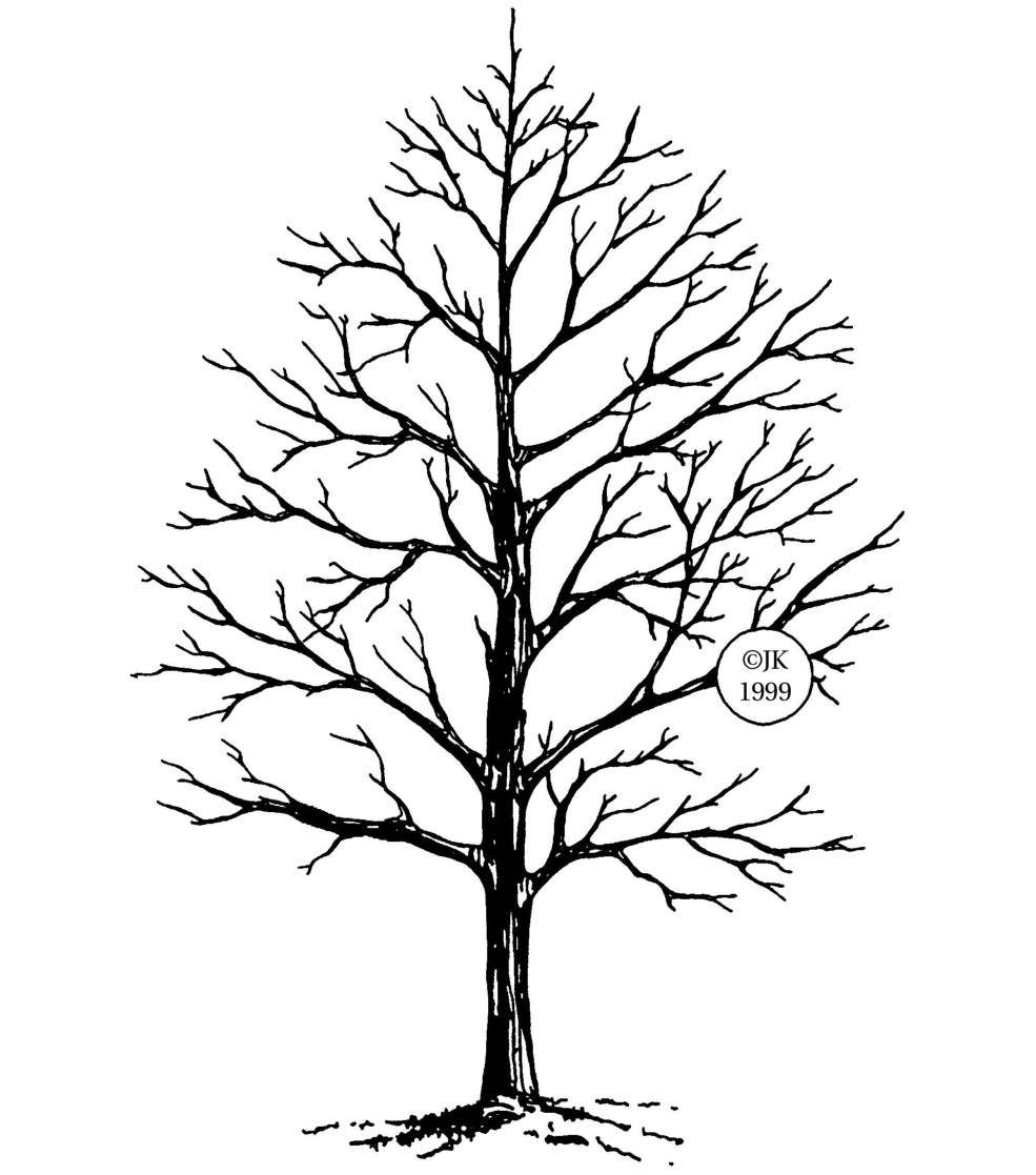 Bel arbre sans feuilles