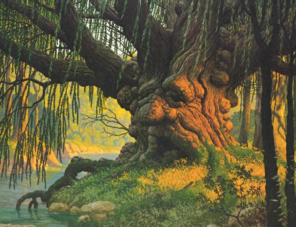 Vieil orme des anneaux des anneaux