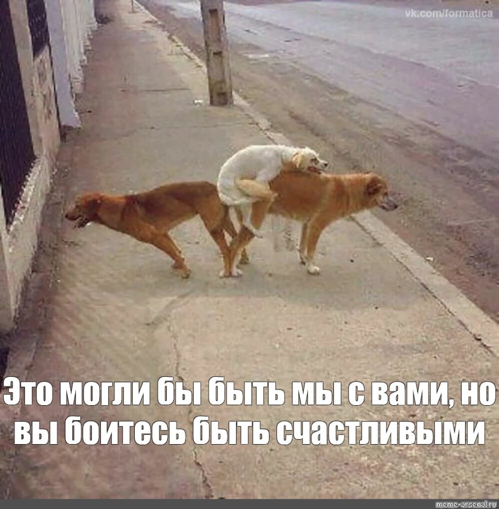 Johnny Catsville et chiens