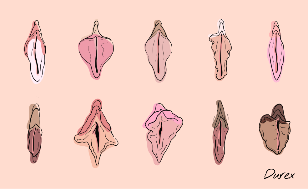 Présenter différentes vulves porno