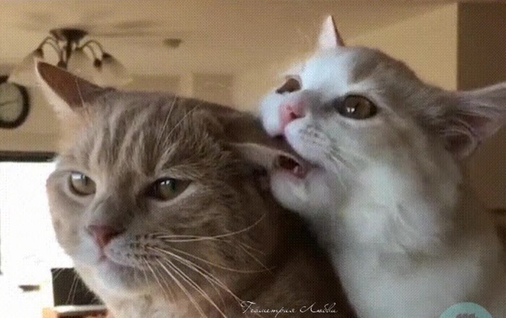 Les chats des chats mordent