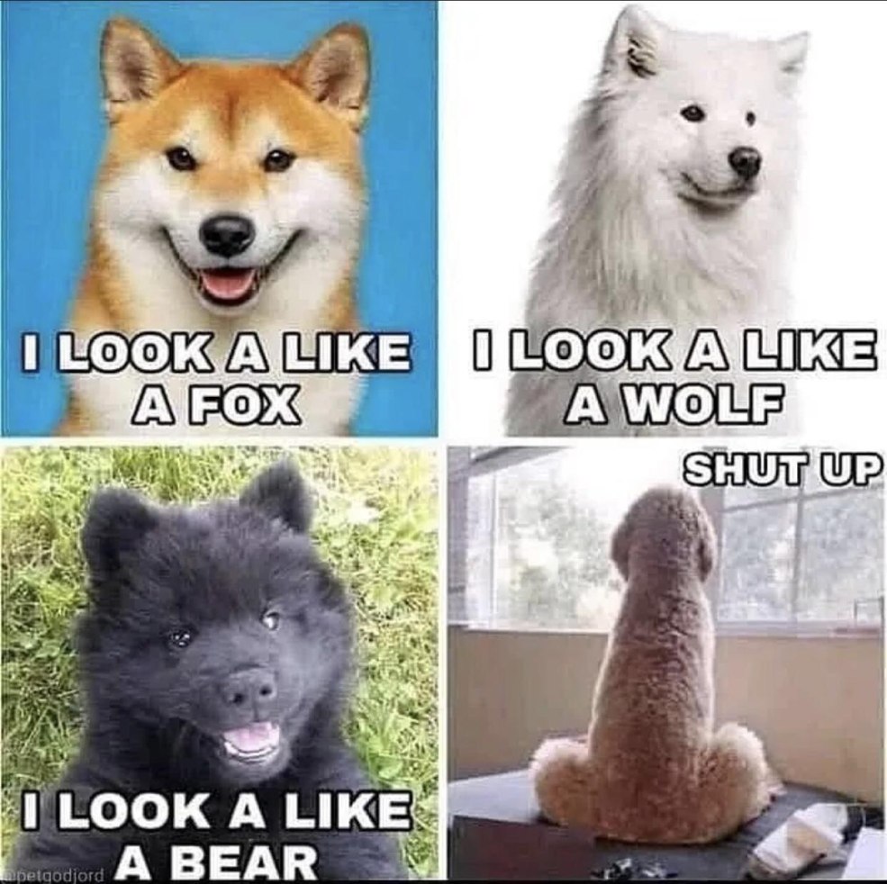 Je ressemble à un renard je ressemble à un loup, je ressemble à un ours fermé