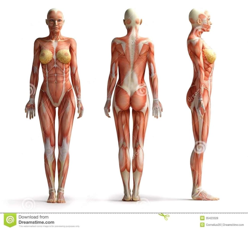 Anatomie du corps féminin
