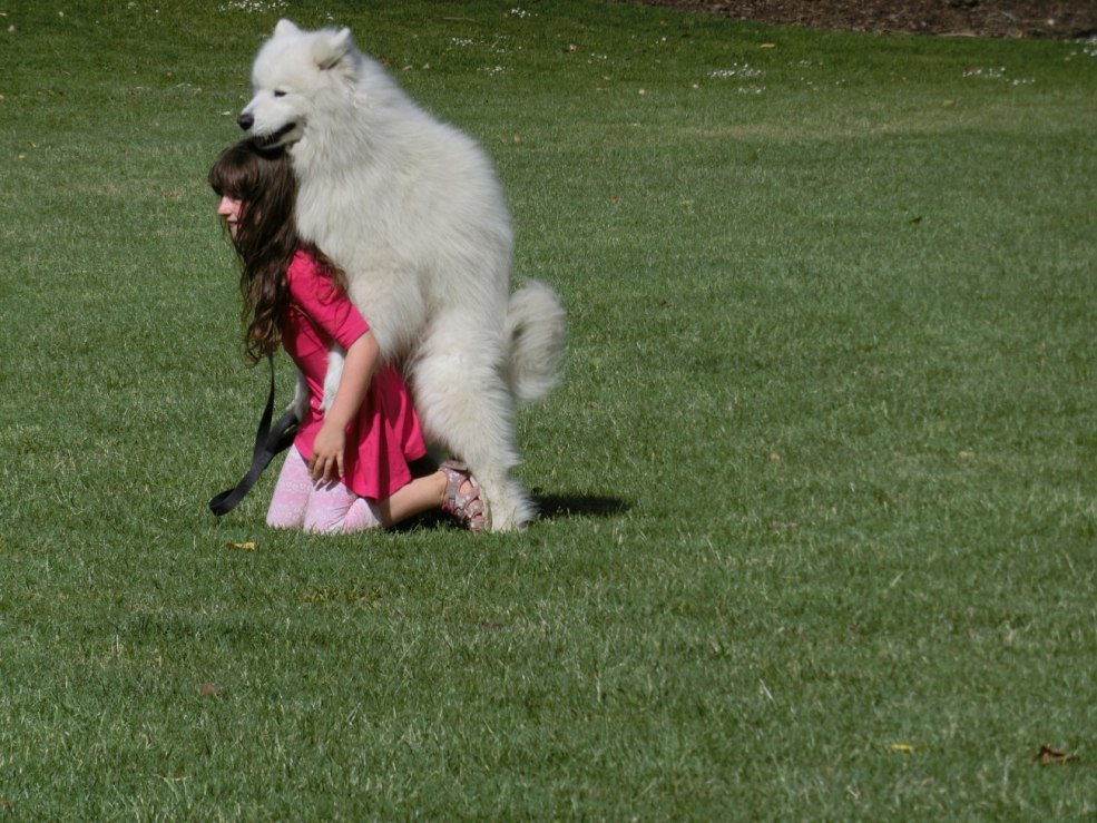 Baladi Breed Dogs Video