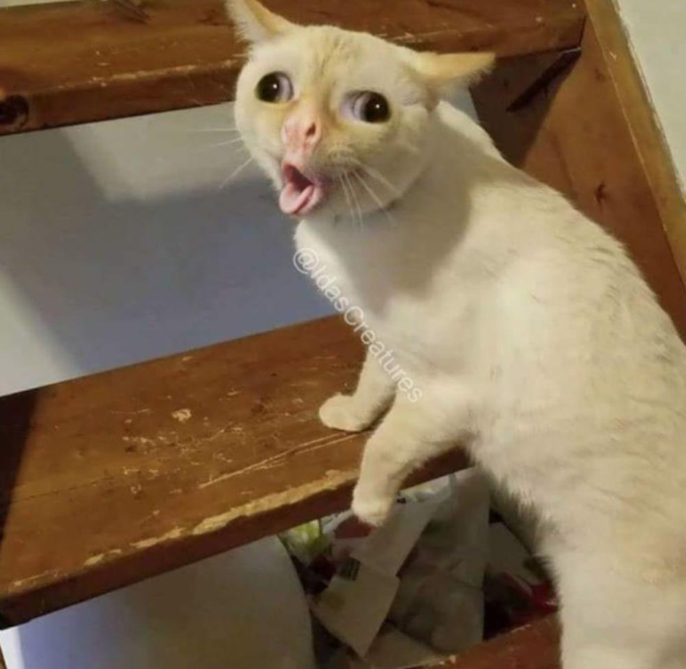 Les chats servent GIF