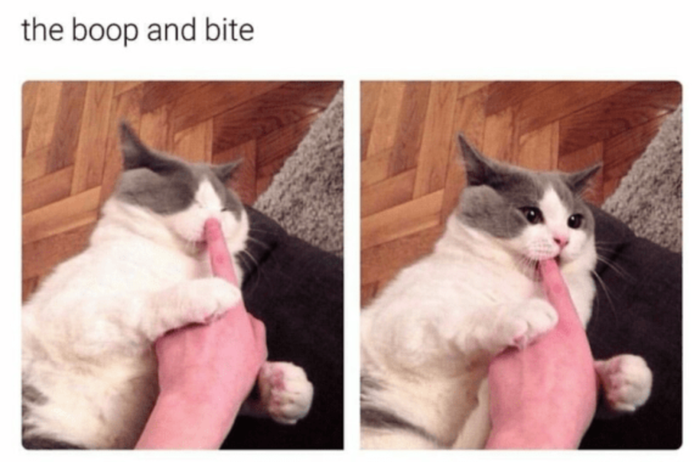 Hummy avec les chats kus