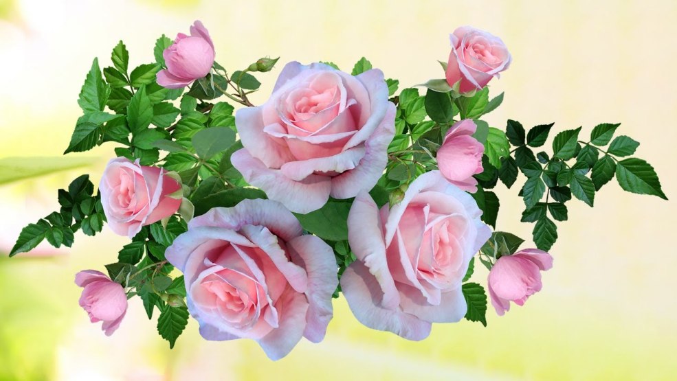 Roses sur un fond transparent