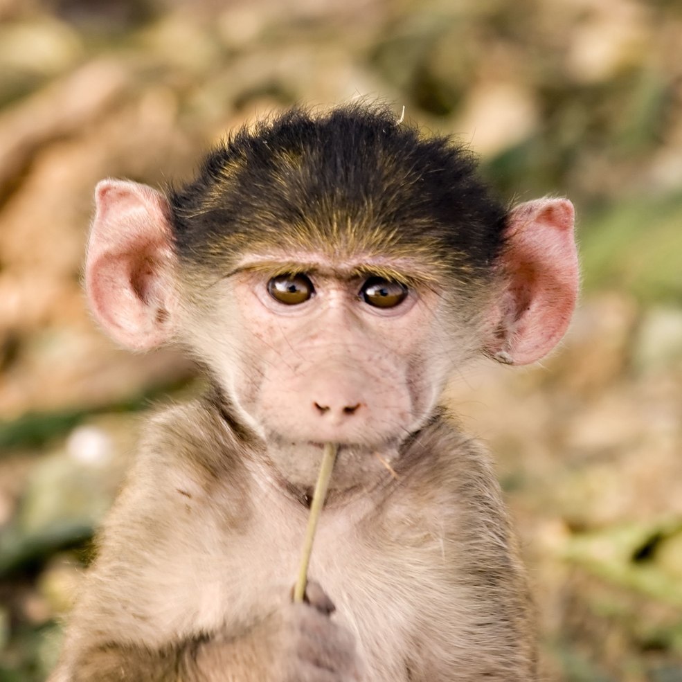 Monkeys drôles