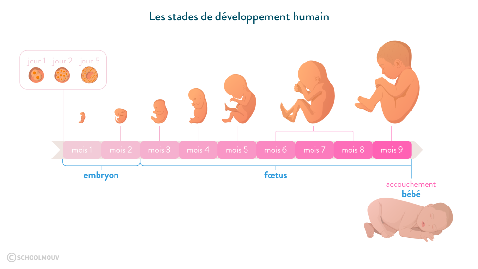 Le diagramme de circuit de l'unité de commande micro-ondes