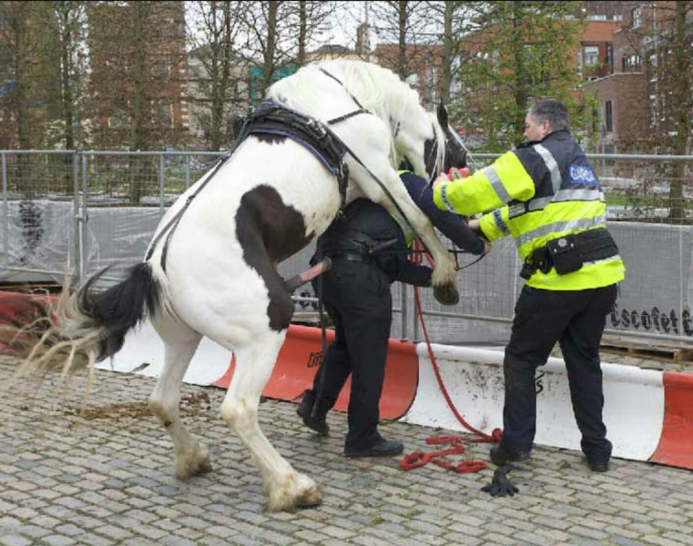 Cheval et flic de la circulation