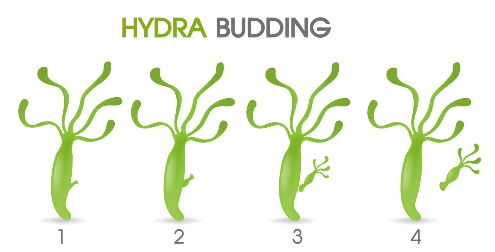 Hydra d'eau douce