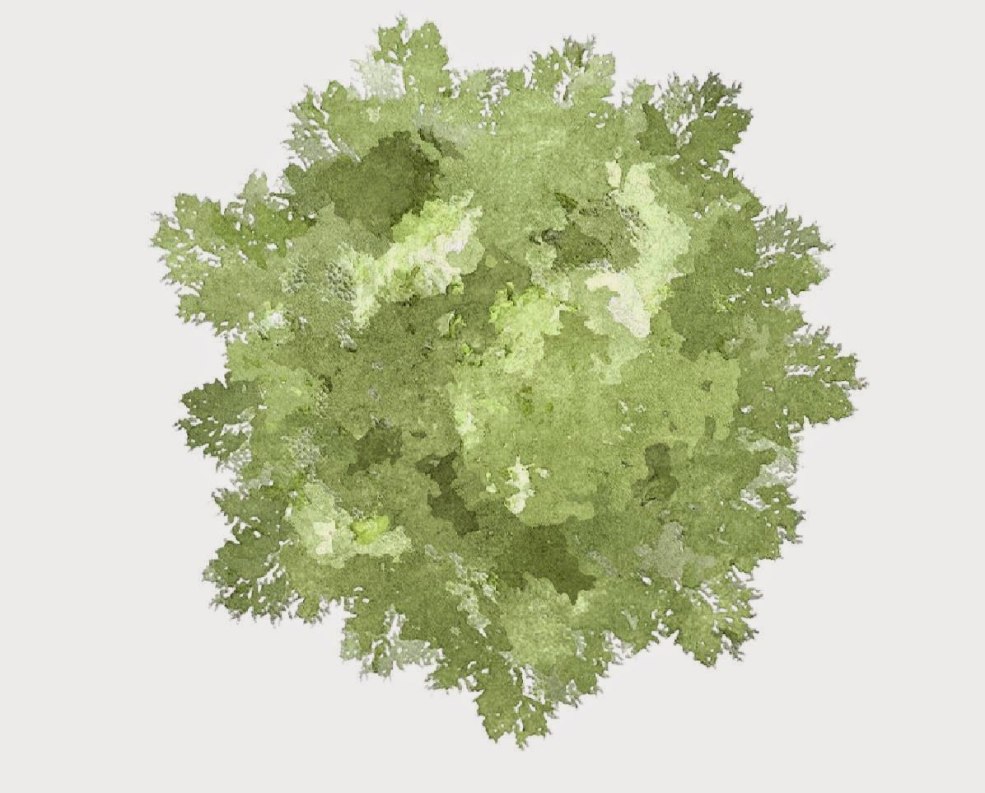 Arbres pour le plan général