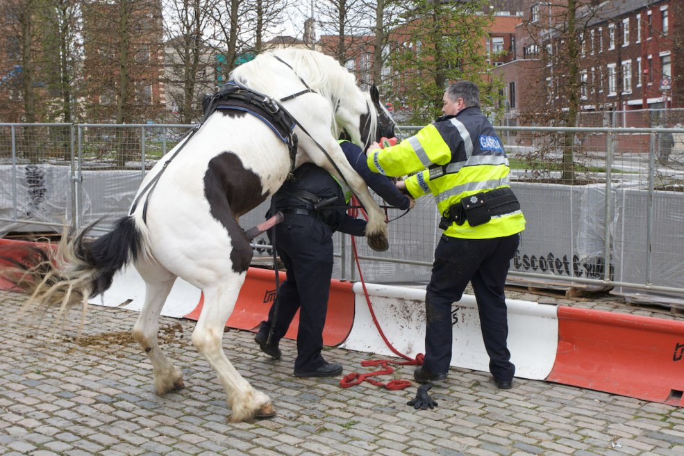 Blagues policières et chevaux