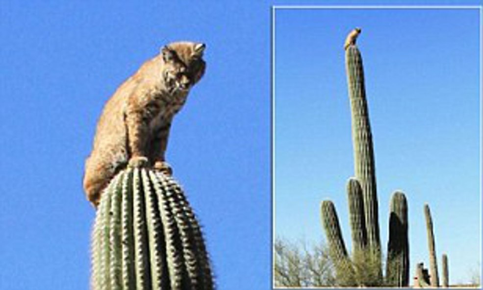 Cactus du dessin animé