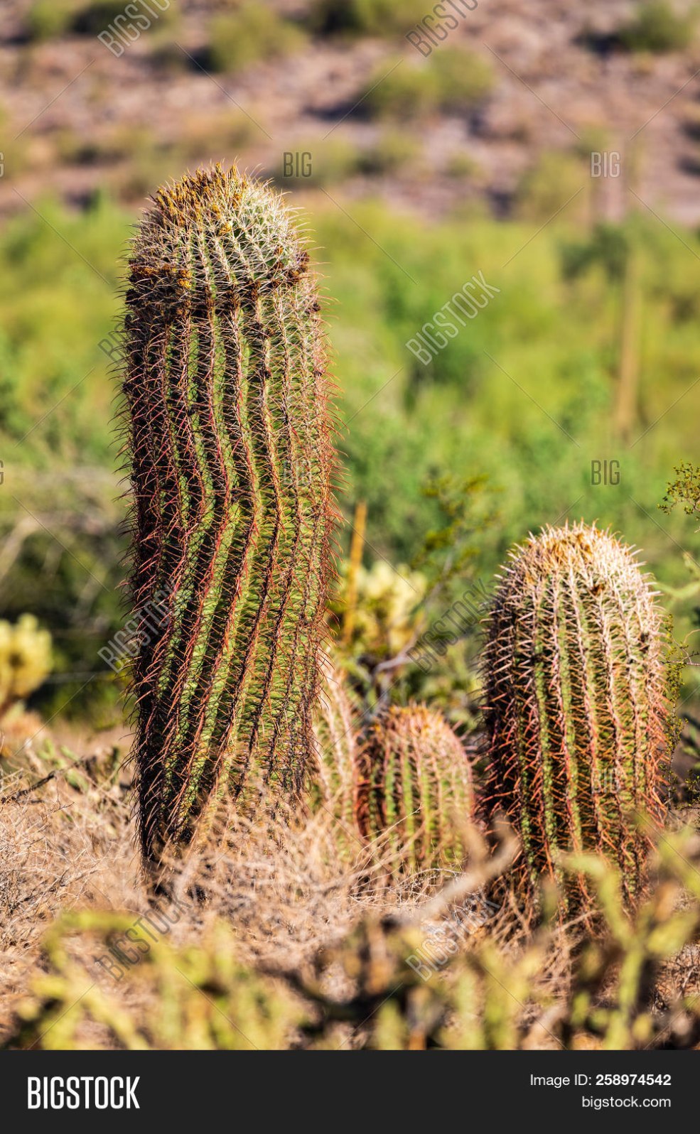 Cactus est un pénis