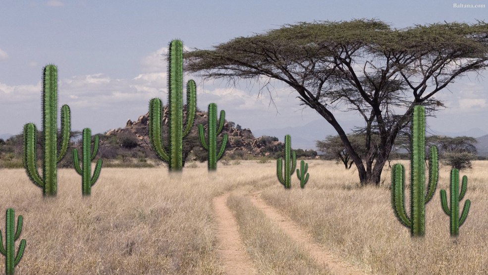 Cactus sur un fond transparent