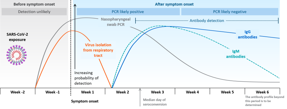 La dynamique des anticorps IgG au coronavirus sars cov 2