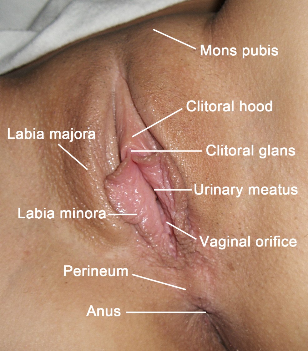 Coiffures féminines sur le pubis