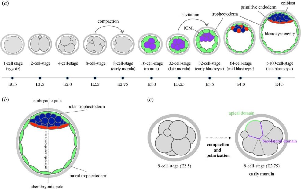 Film sur la maturité précoce