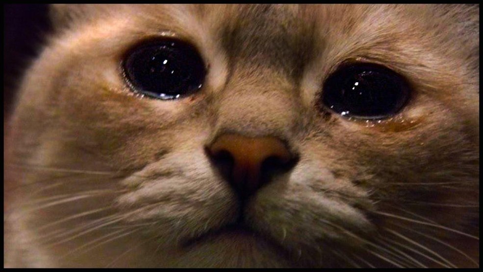 Le chat pleure
