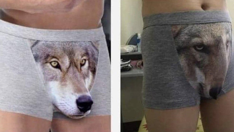 Culotte avec une attente et une réalité du loup