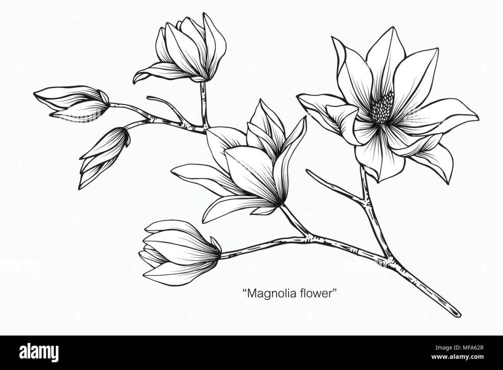 Magnolia Contour