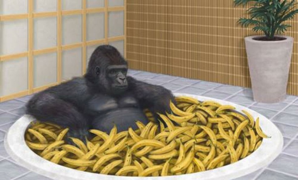 Le gorille mange